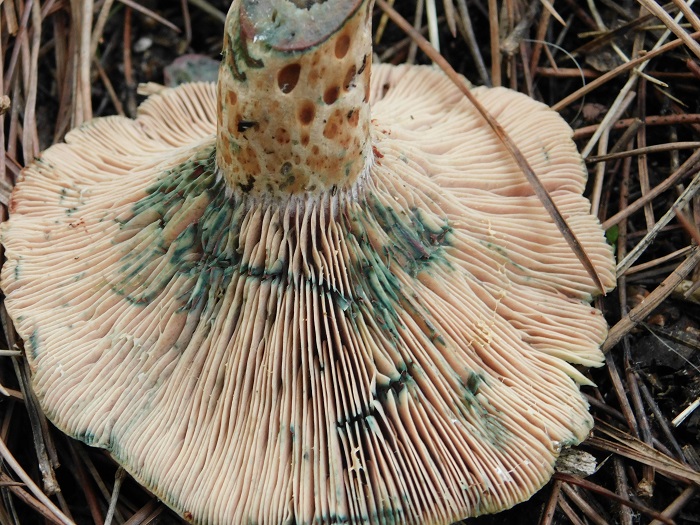 6Fotogr.il26.10.2019 sotto pineta marina con Leccio