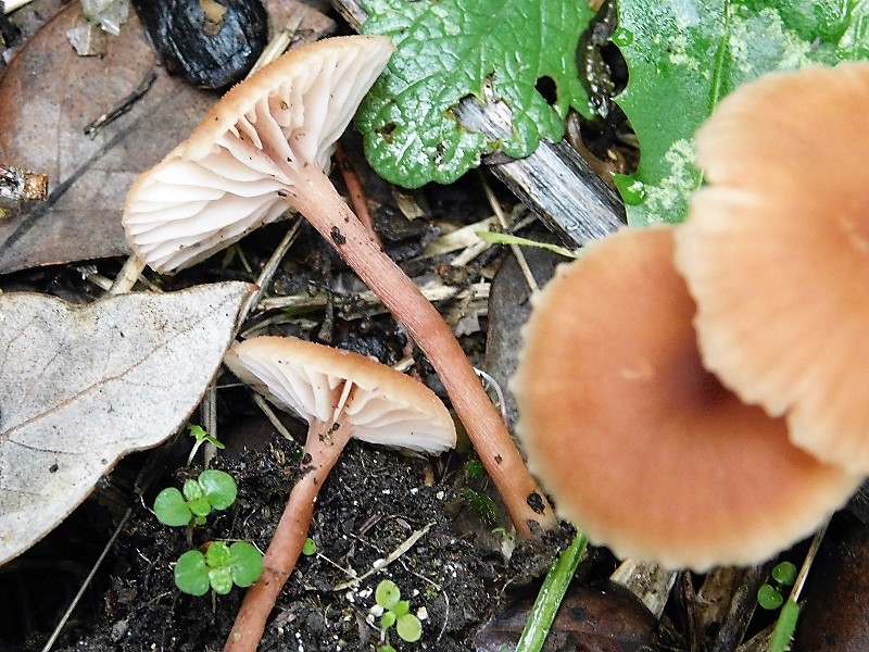 7)Fotogr.il26.10.201 sotto pineta marina con Leccio