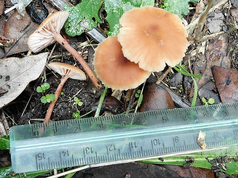 7)Fotogr.il26.10.201 sotto pineta marina con Leccio