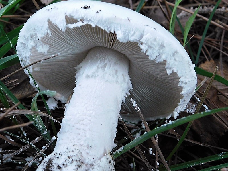 8)Fotogr.il 26.10.2019  sotto pineta marina con Leccio