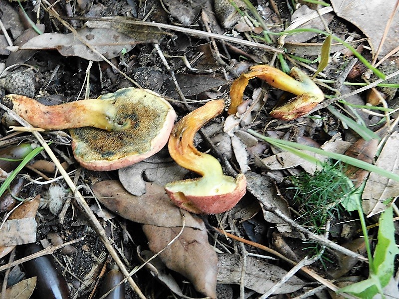 10)Fotogr.il 26.10.2019.sotto pineta marina con Leccio