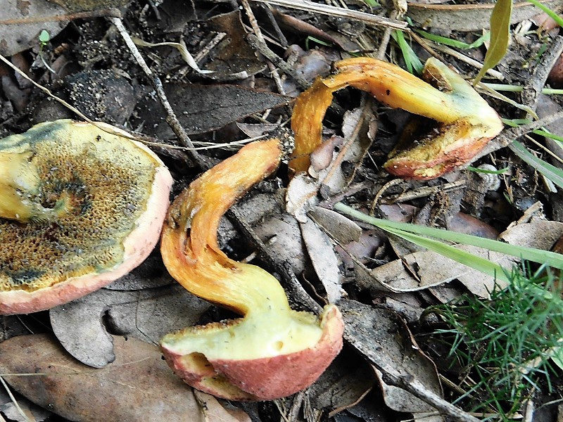 10)Fotogr.il 26.10.2019.sotto pineta marina con Leccio