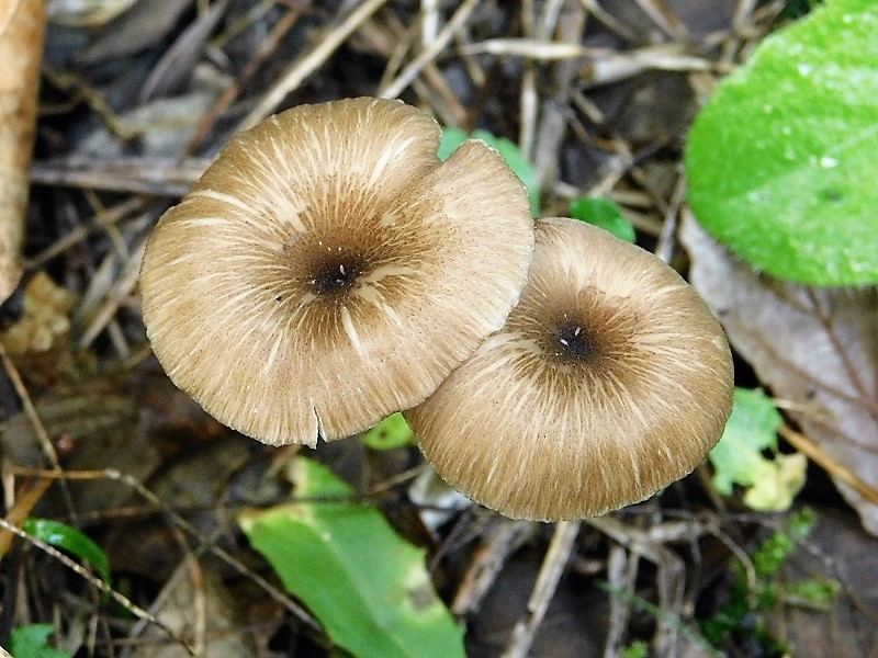 11)Fotogr.il26.10.2019 sotto pineta marina con Leccio