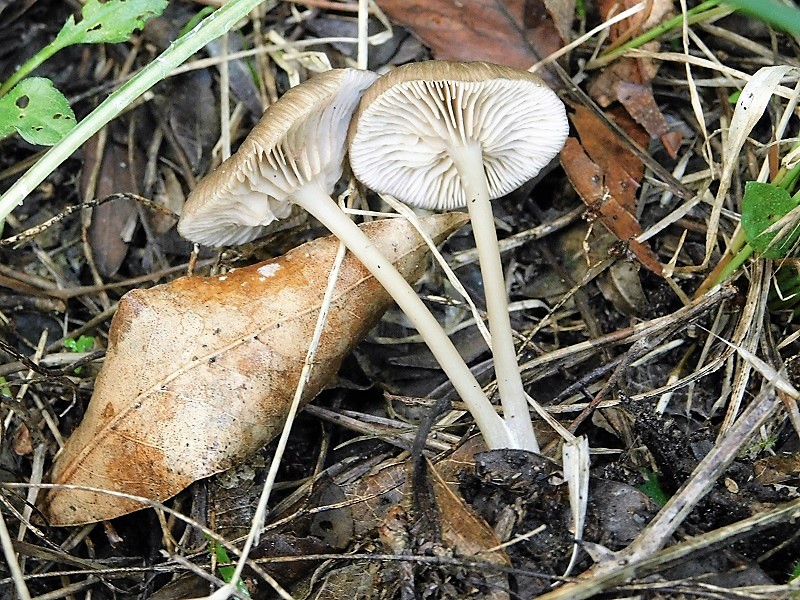 11)Fotogr.il26.10.2019 sotto pineta marina con Leccio