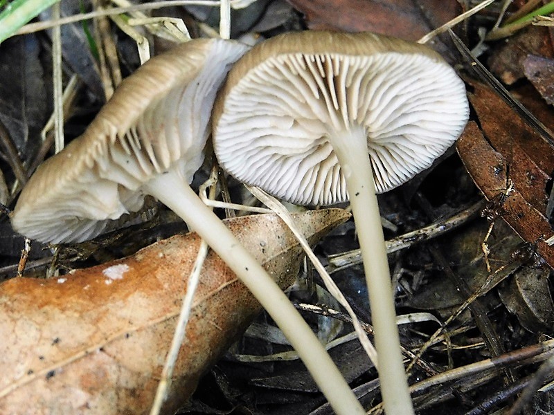 11)Fotogr.il26.10.2019 sotto pineta marina con Leccio