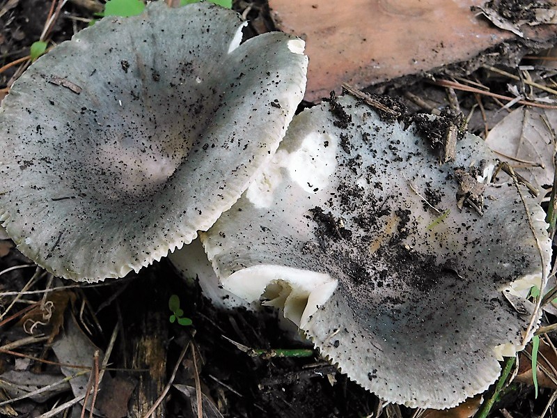 9)Fotogr.il 26.10.2019.sotto pineta marina con Leccio