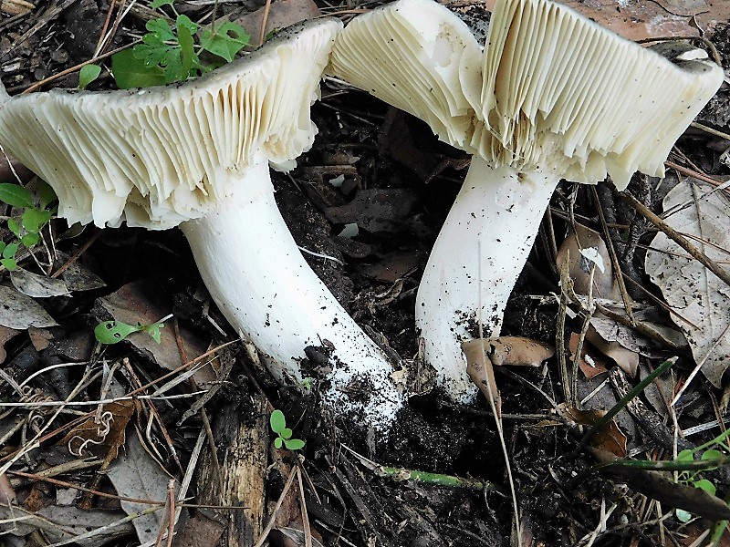 9)Fotogr.il 26.10.2019.sotto pineta marina con Leccio