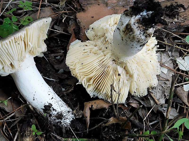 9)Fotogr.il 26.10.2019.sotto pineta marina con Leccio