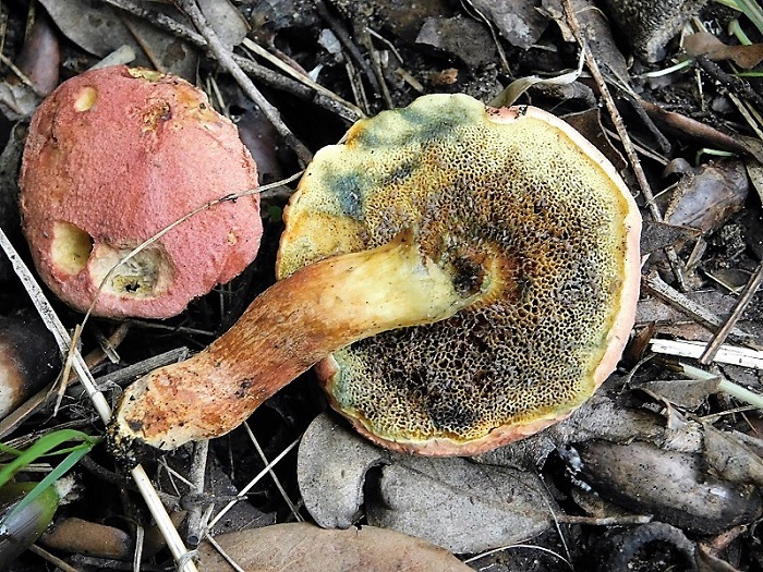 10)Fotogr.il 26.10.2019.sotto pineta marina con Leccio