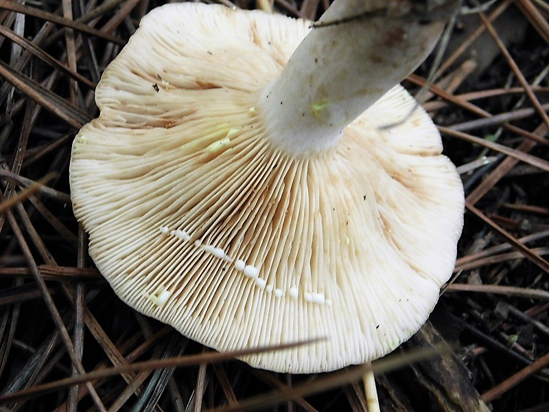 12)Fotogr.il 26.10.2019 sotto pineta marina con Leccio