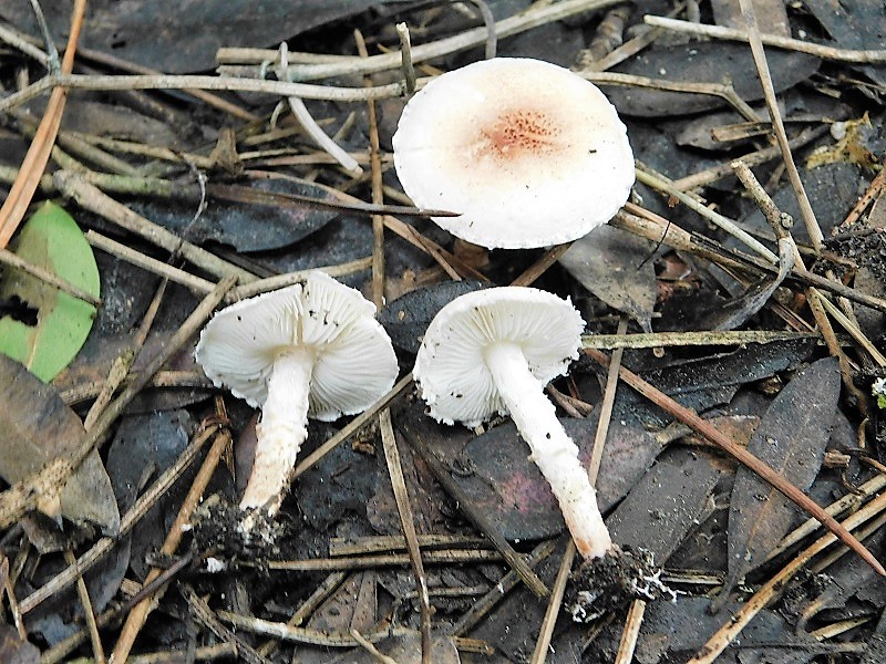 13)Fotogr.il 26.10.2019 sotto pineta marina con Leccio