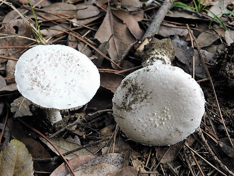 14)Fotogr.il 26.10.2019 sotto pineta marina con Leccio