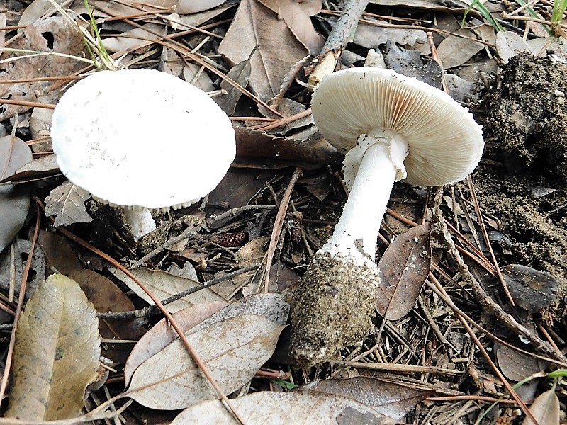 14)Fotogr.il 26.10.2019 sotto pineta marina con Leccio