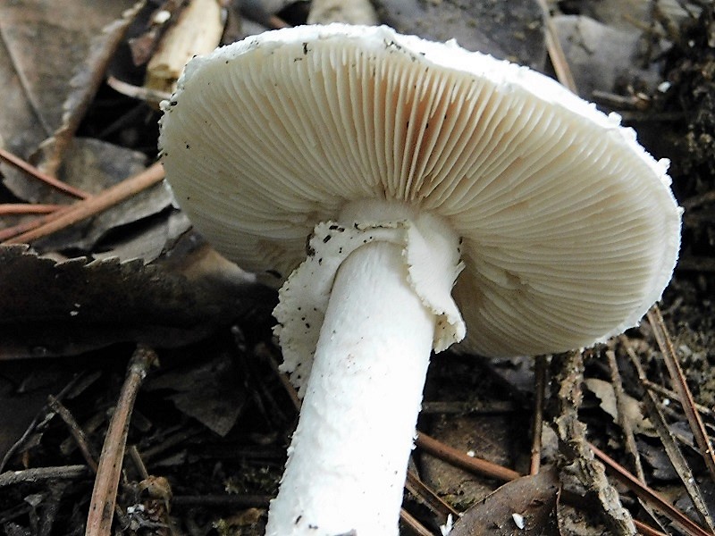 14)Fotogr.il 26.10.2019 sotto pineta marina con Leccio