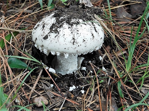 15)Fotogr.il.26.10.2019 sotto pineta marina con Leccio