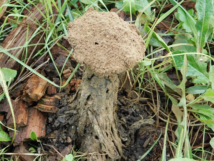 16)Fotogr.il 26.10.2019 sotto pineta marina con Leccio lignicolo