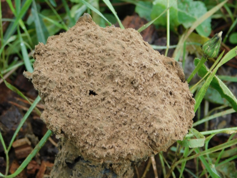 16)Fotogr.il 26.10.2019 sotto pineta marina con Leccio lignicolo