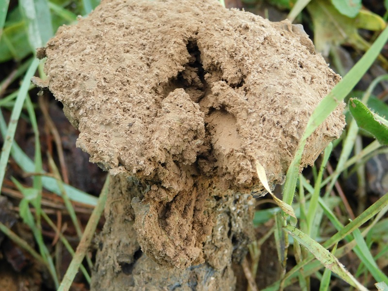 16)Fotogr.il 26.10.2019 sotto pineta marina con Leccio lignicolo