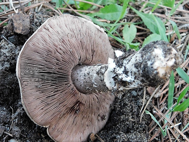 17)Fotogr.il 26.10.2019 sotto pineta marina con Leccio