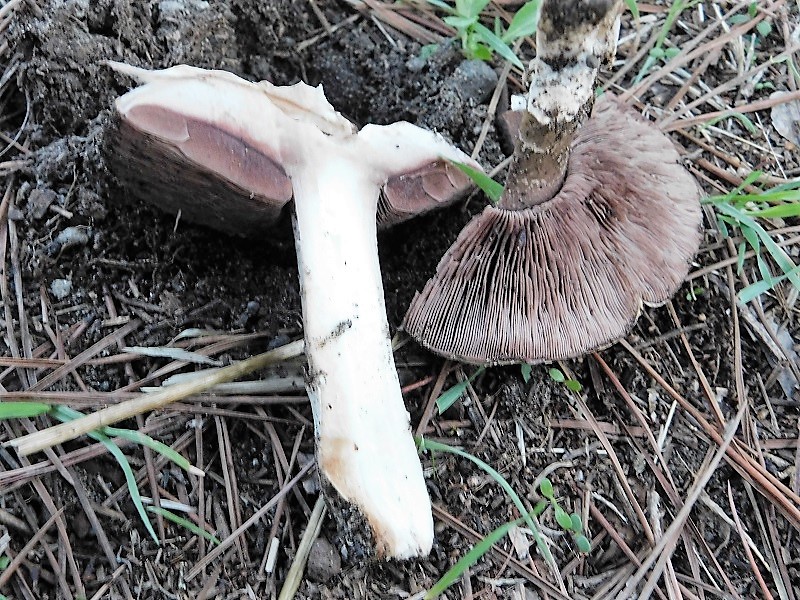 17)Fotogr.il 26.10.2019 sotto pineta marina con Leccio