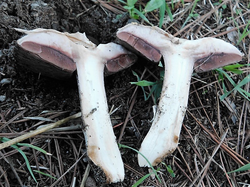 17)Fotogr.il 26.10.2019 sotto pineta marina con Leccio