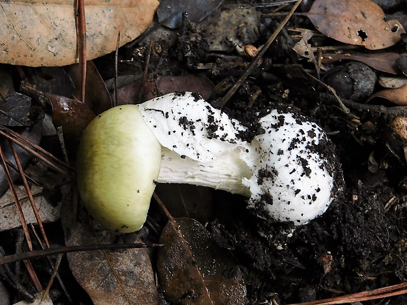 18)Fotogr.il.26.10.2019 sotto pineta marina con Leccio ultimo del 26.10