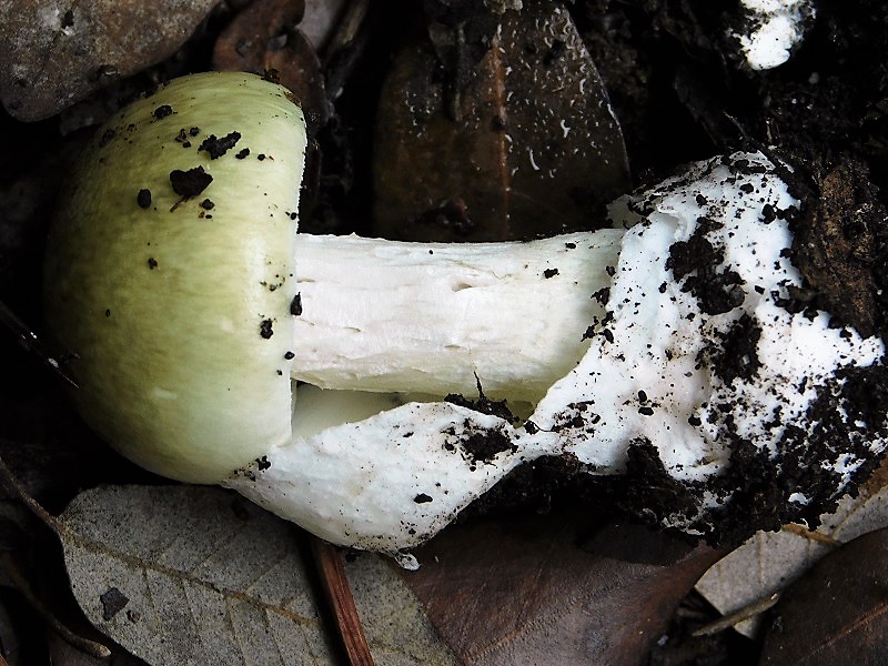 18)Fotogr.il.26.10.2019 sotto pineta marina con Leccio ultimo del 26.10