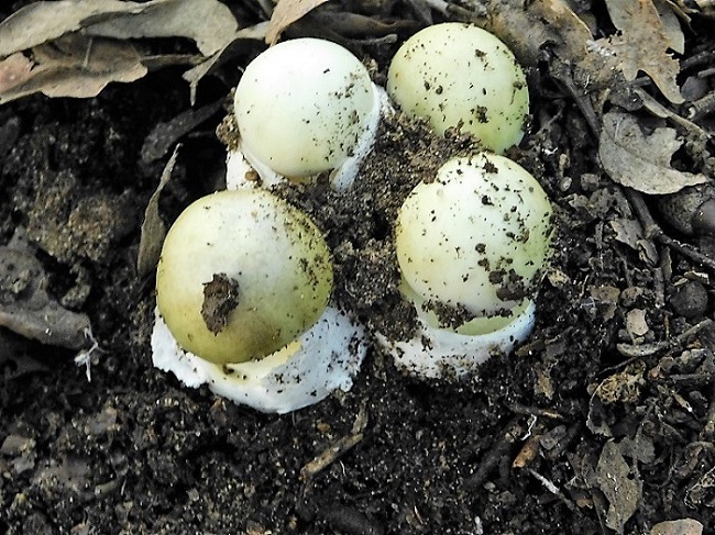 1)Fotogr.il 29.10.2019 bosco misto di latifoglia