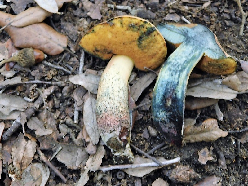 2)Fotogr.il 29.102019 bosco misto di latifoglia