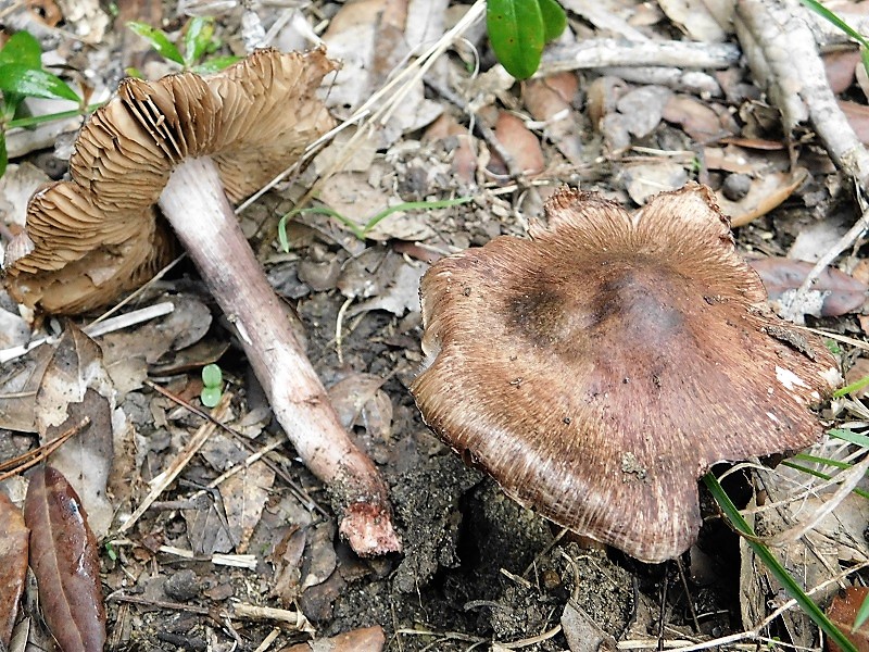 5)Fotogr.il 29.10.2019 bosco misto di latifoglia