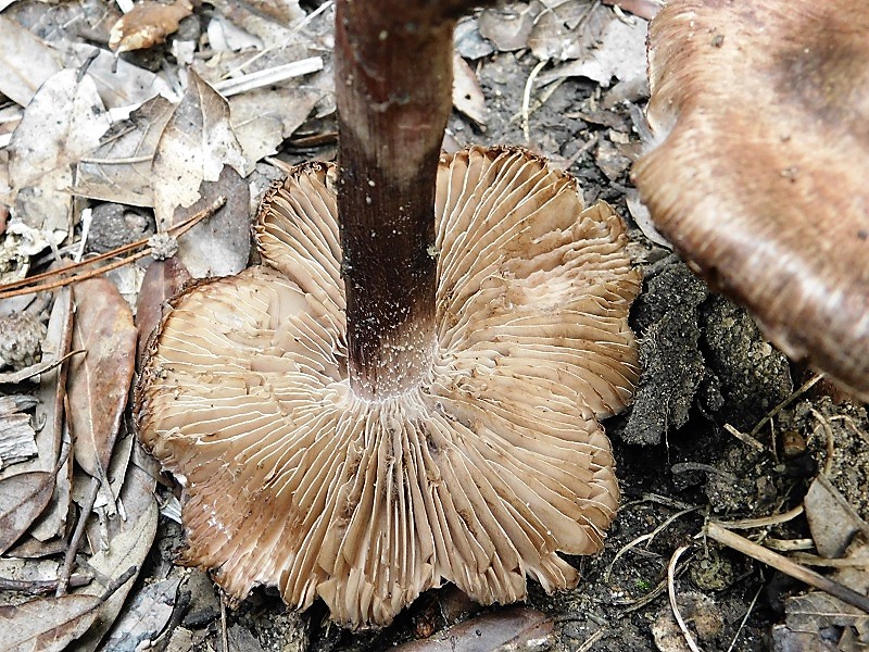 5)Fotogr.il 29.10.2019 bosco misto di latifoglia