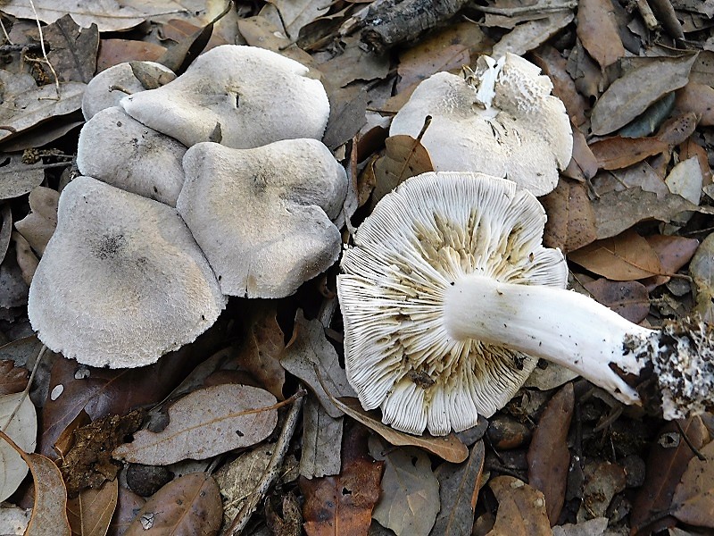 6)Fotogr.il 29.10.2019 bosco misto di latifoglia