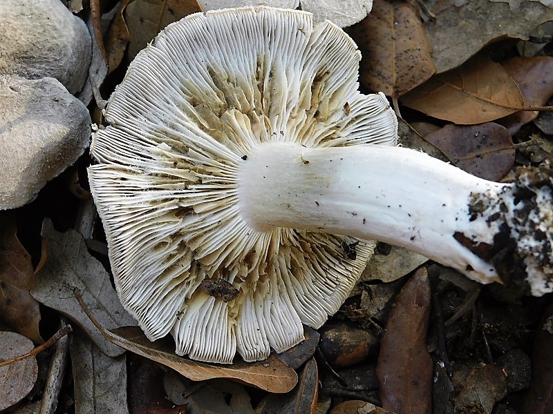 6)Fotogr.il 29.10.2019 bosco misto di latifoglia