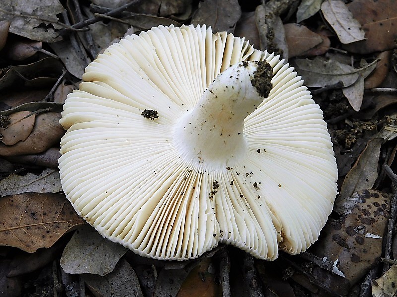 3)Fotogr.il 29.10.2019 bosco misto di latifoglia