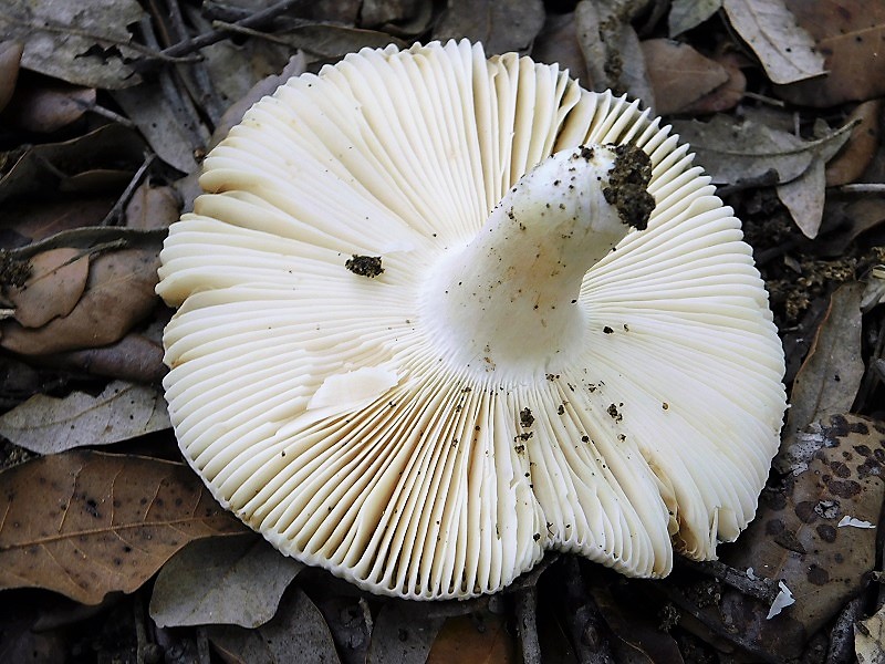 3)Fotogr.il 29.10.2019 bosco misto di latifoglia