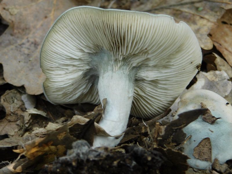 4)Fotogr.il 29.10.2019 bosco misto di latifoglia