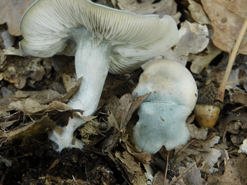 4)Fotogr.il 29.10.2019 bosco misto di latifoglia