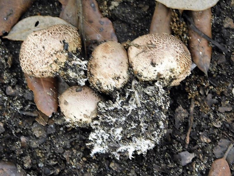 8)Fotogr.il 29.10.2019 bosco misto di latifoglia