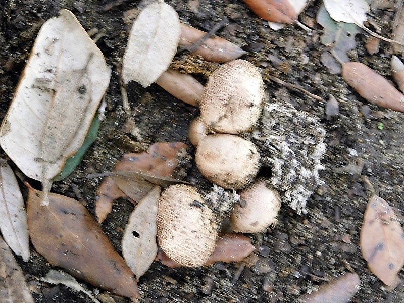 8)Fotogr.il 29.10.2019 bosco misto di latifoglia