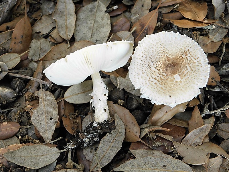 9)Fotogr.il 29.10.2019 bosco misto di latifoglia