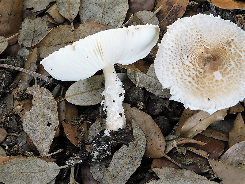 9)Fotogr.il 29.10.2019 bosco misto di latifoglia