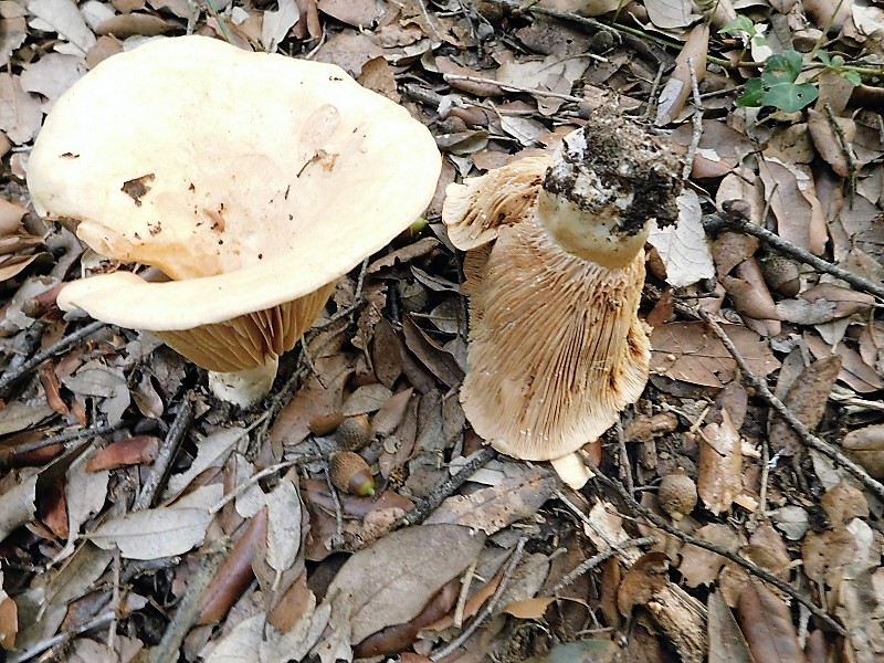 10)Fotogr.il 29.10.2019 bosco misto di latifoglia