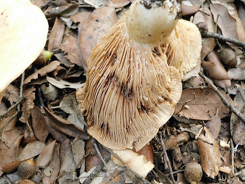 10)Fotogr.il 29.10.2019 bosco misto di latifoglia