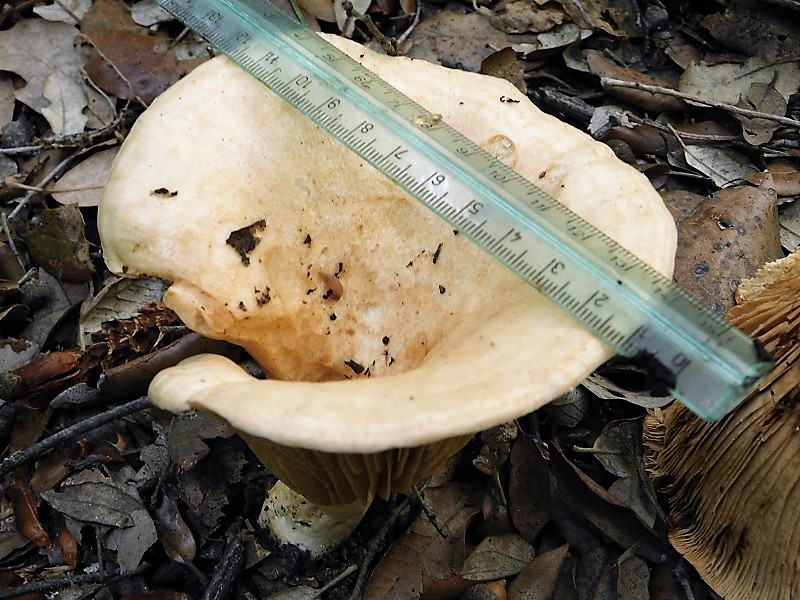 10)Fotogr.il 29.10.2019 bosco misto di latifoglia