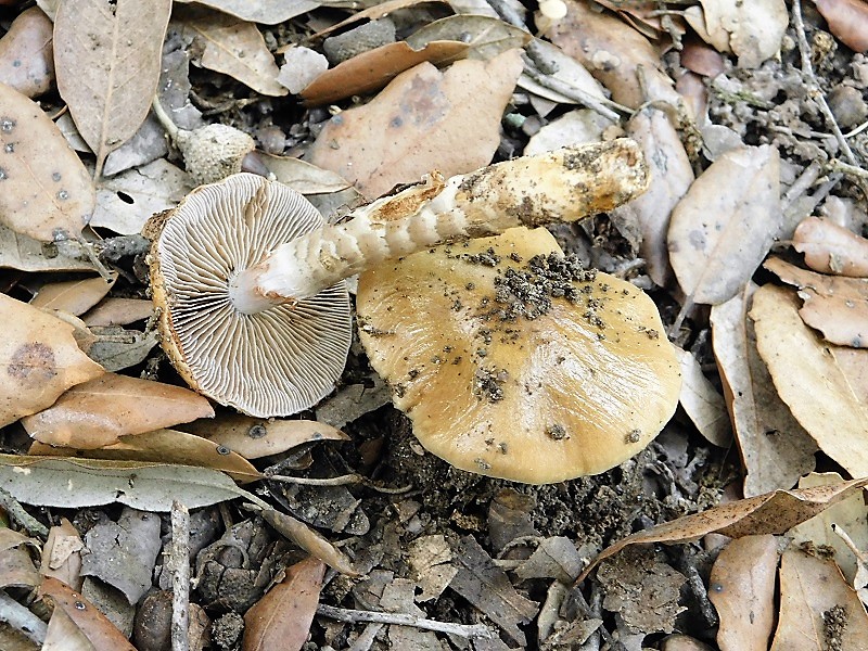 11)Fotogr.il 29.10.2019 bosco misto di latifoglia