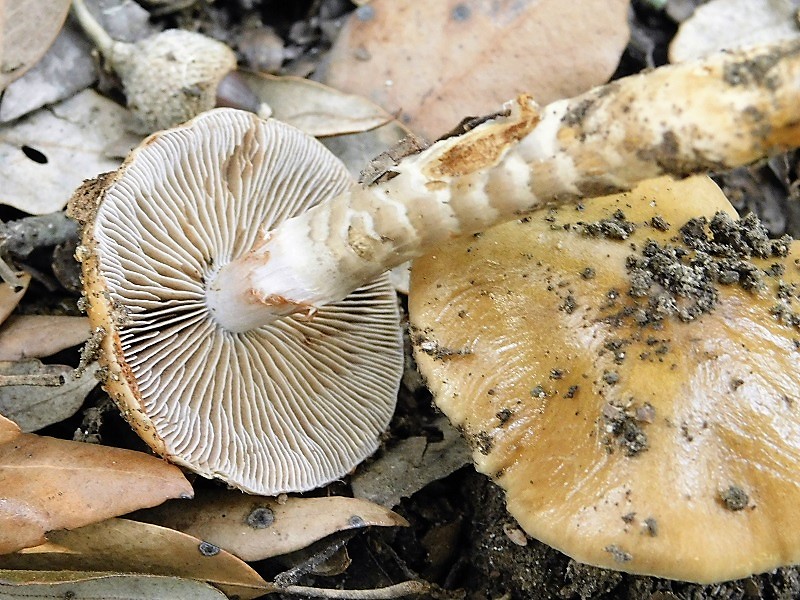 11)Fotogr.il 29.10.2019 bosco misto di latifoglia