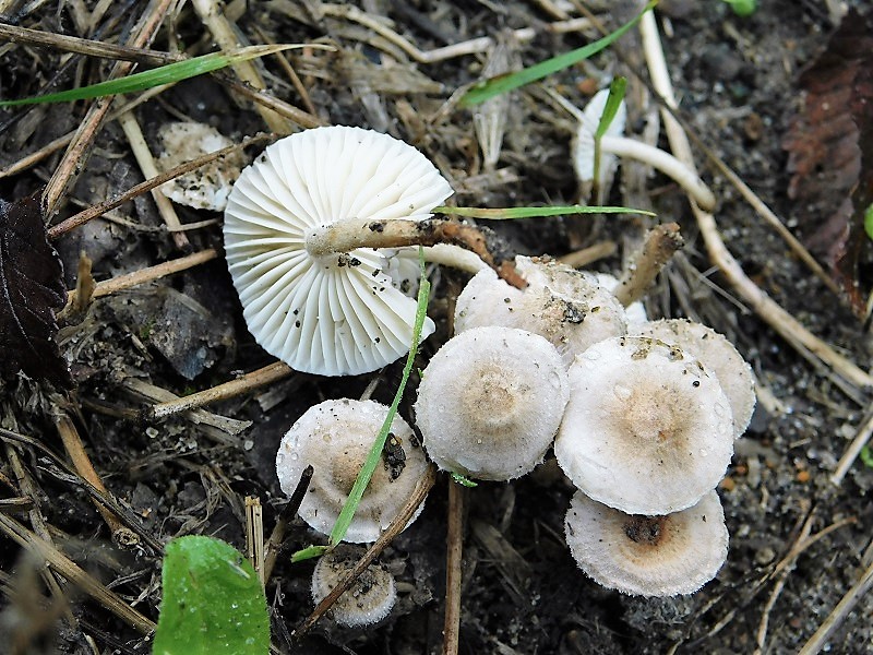 12)Fotogr.il 29.10.2019 bosco misto di latifoglia