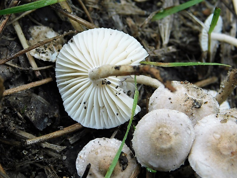 12)Fotogr.il 29.10.2019 bosco misto di latifoglia