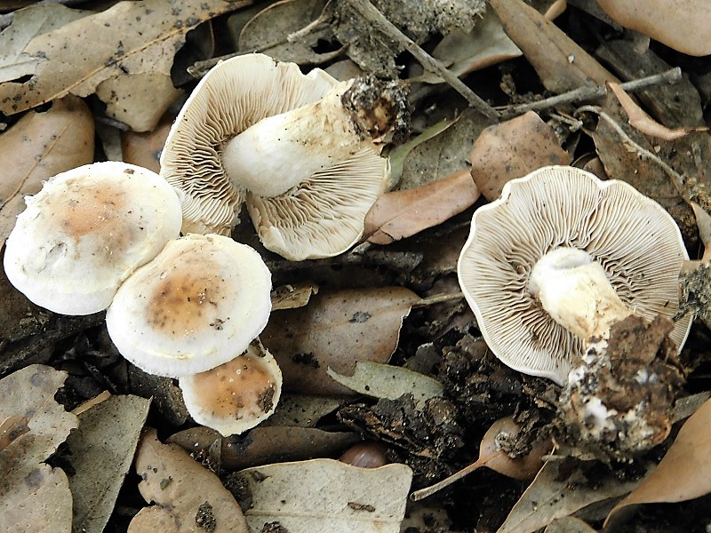 13)Fotogr.il 29.10.2019 bosco misto di latifoglia