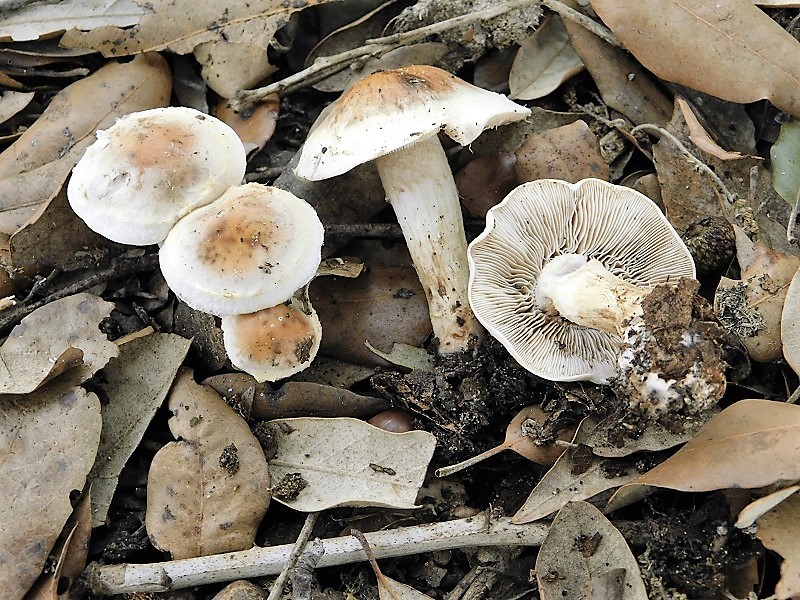 13)Fotogr.il 29.10.2019 bosco misto di latifoglia